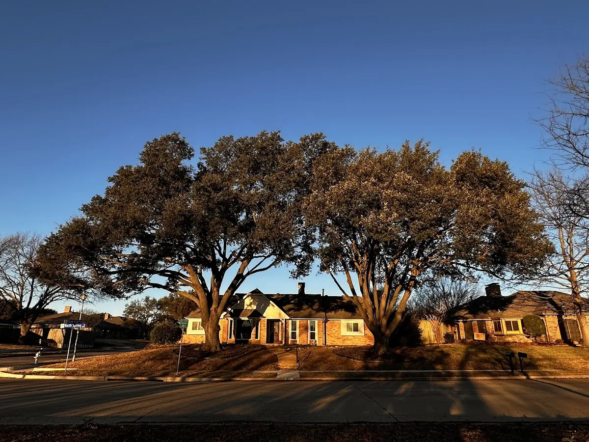 Established residential canopy tree shading a home in Yakima